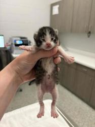 Shelter Stray Male Cat last seen N Oakley Ave and NE 50th St, 64119, 64119, MO, Kansas City, MO 64132