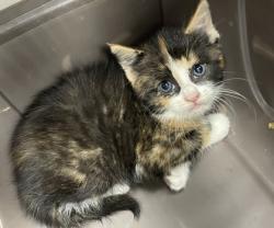 Shelter Stray Female Cat last seen New Bern, NC 28562, New Bern, NC 28562