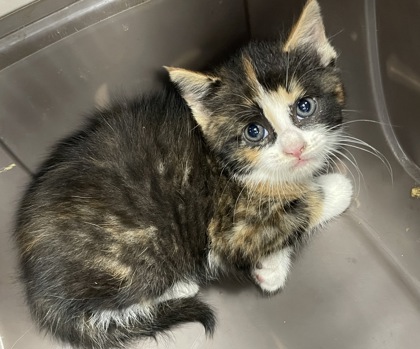 Shelter Stray Female Cat last seen New Bern, NC 28562, New Bern, NC 28562