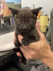 Shelter Stray Male Cat last seen New Bern, NC 28562, New Bern, NC 28562