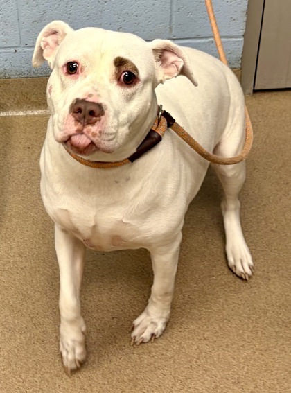 Shelter Stray Female Dog last seen Near Concepts 21 Dr, Lithonia, GA 30058, 30058, GA, Atlanta, GA 30341