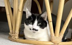 Reunited Female Cat last seen Tiger Lane, Charlotte, NC 28262