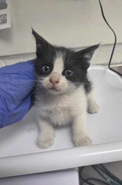 Shelter Stray Female Cat last seen , CA , Oakland, CA 94601