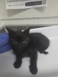Shelter Stray Male Cat last seen , CA , Oakland, CA 94601