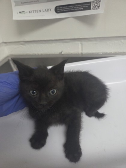 Shelter Stray Male Cat last seen , CA , Oakland, CA 94601