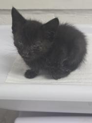 Shelter Stray Female Cat last seen Oakland, CA , Oakland, CA 94601