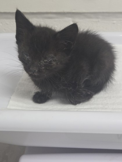 Shelter Stray Female Cat last seen Oakland, CA , Oakland, CA 94601