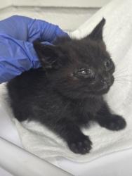 Shelter Stray Male Cat last seen Oakland, CA , Oakland, CA 94601