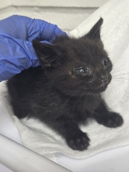 Shelter Stray Male Cat last seen Oakland, CA , Oakland, CA 94601