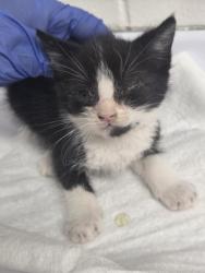 Shelter Stray Male Cat last seen Oakland, CA , Oakland, CA 94601