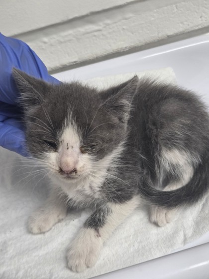 Shelter Stray Female Cat last seen Oakland, CA , Oakland, CA 94601