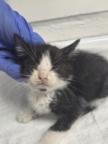 Shelter Stray Male Cat last seen Oakland, CA , Oakland, CA 94601