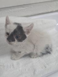 Shelter Stray Female Cat last seen Oakland, CA , Oakland, CA 94601