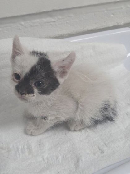 Shelter Stray Female Cat last seen Oakland, CA , Oakland, CA 94601