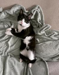 Reunited Male Cat last seen On Marri Street just off St Albans Road near train tracks, Hertfordshire, England WD24 5FY