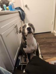 Lost Female Dog last seen Pine st, San Antonio, TX 78210