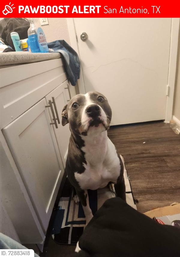 Lost Female Dog last seen Pine st, San Antonio, TX 78210