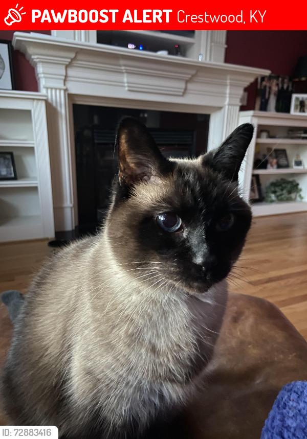 Lost Male Cat last seen Near park place circle Crestwood, ky, Crestwood, KY 40014