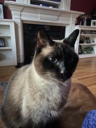 Lost Male Cat last seen Near park place circle Crestwood, ky, Crestwood, KY 40014