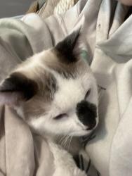 Lost Male Cat last seen jonesville rd, stokes rd, Simpsonville, SC 29681