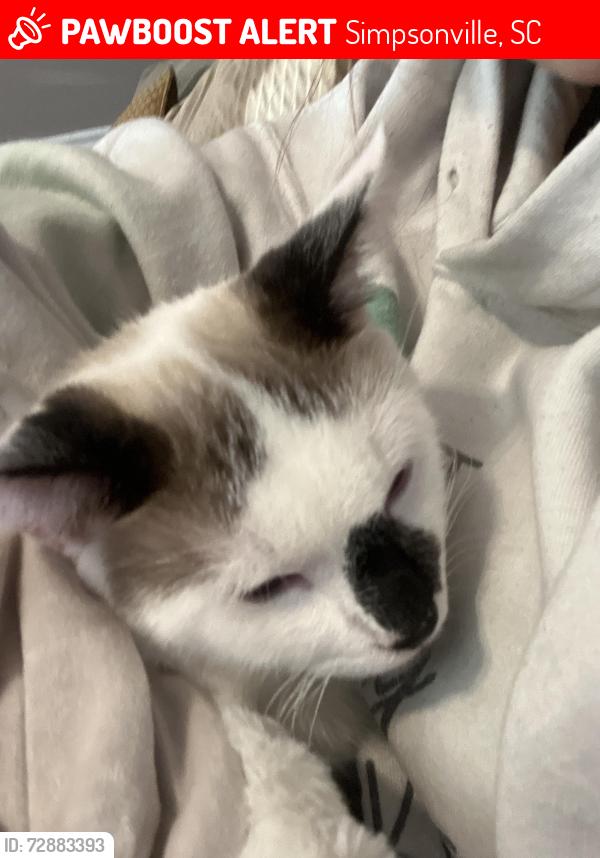 Lost Male Cat last seen jonesville rd, stokes rd, Simpsonville, SC 29681