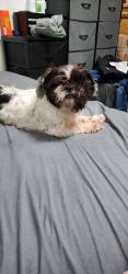 Lost Male Dog last seen Plant nursery, Homestead, FL 33031