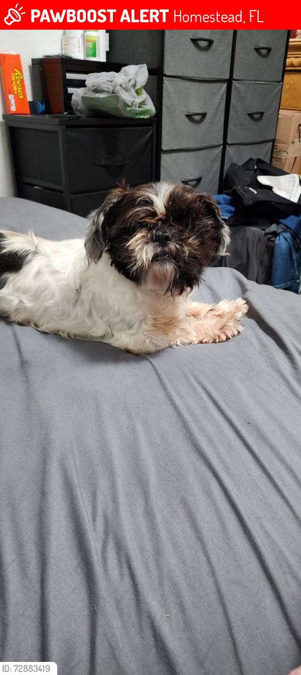 Lost Male Dog last seen Plant nursery, Homestead, FL 33031