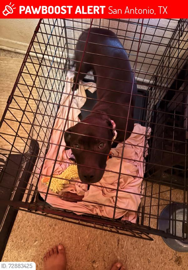 Lost Female Dog last seen Pine st, San Antonio, TX 78210