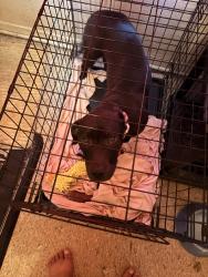 Lost Female Dog last seen Pine st, San Antonio, TX 78210