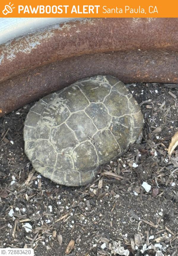 Found/Stray Female Other last seen Wheeler Canyon Road , Santa Paula, CA 93060