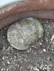 Found/Stray Female Other last seen Wheeler Canyon Road , Santa Paula, CA 93060