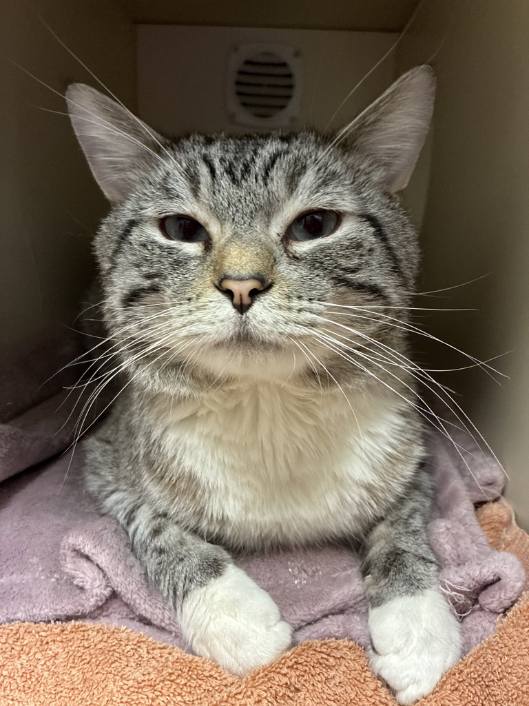 Shelter Stray Male Cat last seen Apt 2,1899 S State Street, SALT LAKE CITY, UT, 84115, Taylorsville, UT 84123