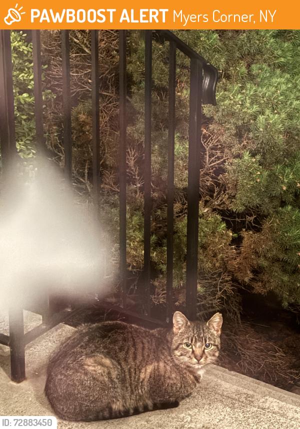 Found/Stray Unknown Cat last seen Old Hopewell Road, Myers Corner, NY 12590