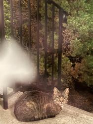 Found/Stray Unknown Cat last seen Old Hopewell Road, Myers Corner, NY 12590