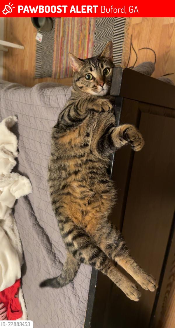 Lost Male Cat last seen waldrop road , Buford, GA 30519