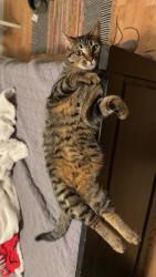 Lost Male Cat last seen waldrop road , Buford, GA 30519
