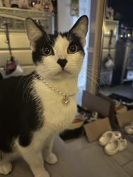 Lost Female Cat last seen North river rd, Oceanside, CA 92057