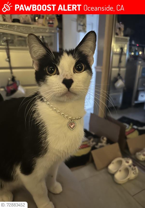 Lost Female Cat last seen North river rd, Oceanside, CA 92057