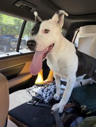 Found/Stray Female Dog last seen Stumpf Blvd by the Sherwin Williams , Terrytown, LA 70056