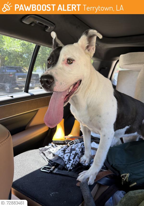 Found/Stray Female Dog last seen Stumpf Blvd by the Sherwin Williams , Terrytown, LA 70056