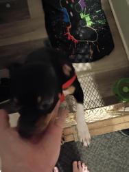 Lost Male Dog last seen Chalk Hill rd  and kentuck rd, Ohiopyle, PA 15470
