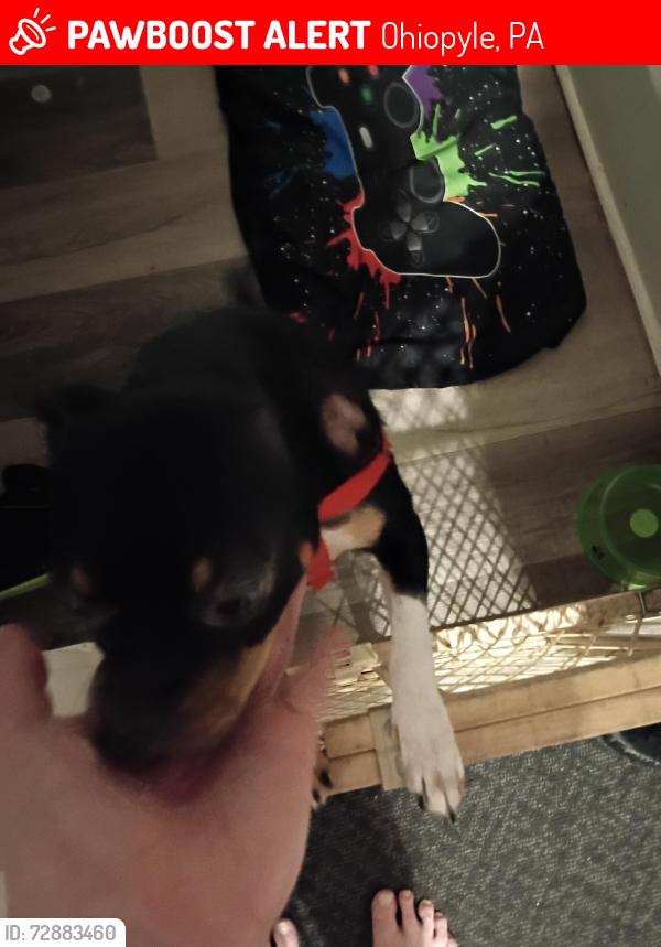 Lost Male Dog last seen Chalk Hill rd  and kentuck rd, Ohiopyle, PA 15470