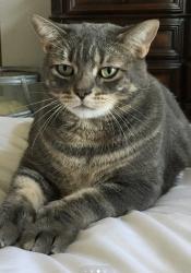Reunited Male Cat last seen Pomona and Wilson, Costa Mesa, CA 92627