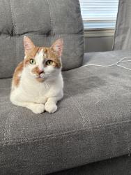Reunited Male Cat last seen Grewenow School, Kenosha, WI 53143