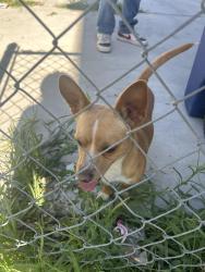 Found/Stray Male Dog last seen Redwood Road Salt Lake City, Salt Lake City, UT 84116
