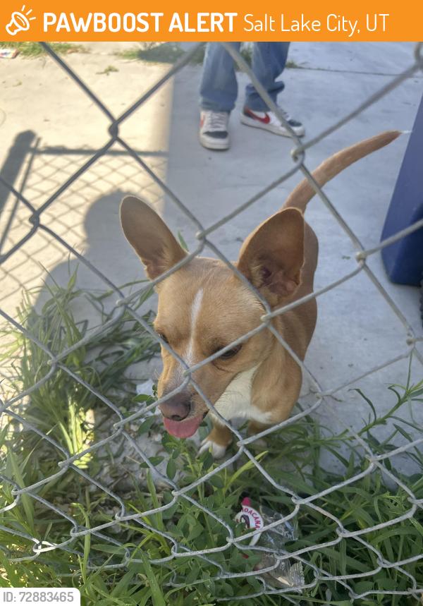 Found/Stray Male Dog last seen Redwood Road Salt Lake City, Salt Lake City, UT 84116