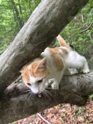 Found/Stray Male Cat last seen Near rock creek dairy road , Whitsett, NC 27377