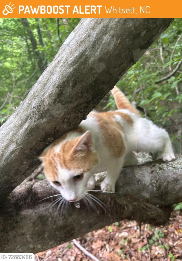 Found/Stray Male Cat last seen Near rock creek dairy road , Whitsett, NC 27377