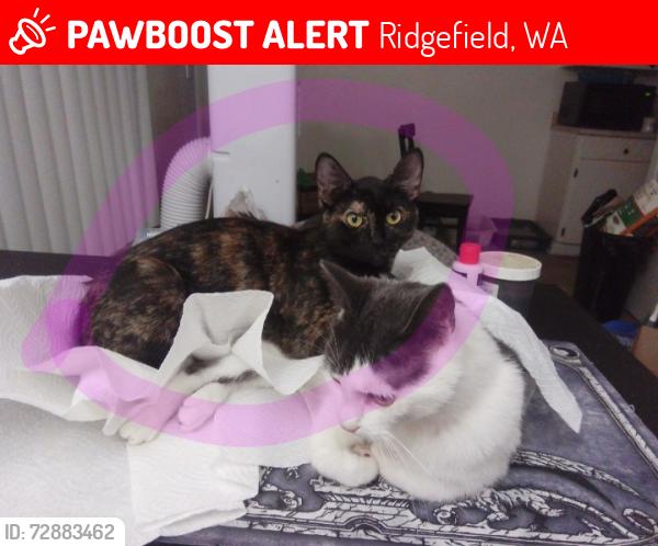 Lost Female Cat last seen Oh deer me private camping area off 229th, Ridgefield, WA 98642