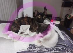 Lost Female Cat last seen Oh deer me private camping area off 229th, Ridgefield, WA 98642